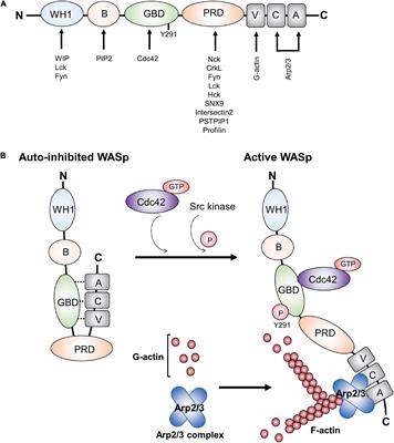 Frontiers | Wiskott-Aldrich Syndrome Protein: Roles In Signal ...